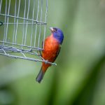 a直播看不了怎么办?解决方法全在这里 9cfcr5zpj3