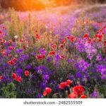 BBC 4直播:经典节目与高清实况放送 o47rrk16