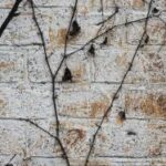 《中国好声音第三季》震撼直播第九期精彩不容错过 7doojq